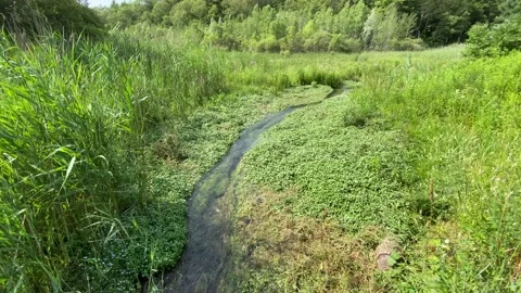 Babbling brook, creek, stream, marsh Stock Footage 137595185