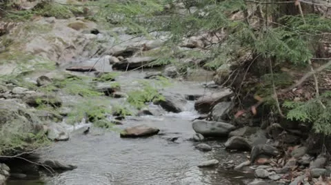 Babbling Brook in evergreen forest Video stock 20496195