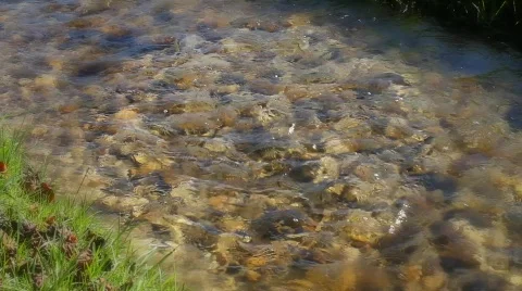 Babbling Brook Stock Footage 874872