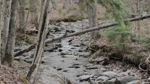 Babbling Brook Video stock 20496299