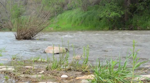 Babbling brook Stock Footage 34369469