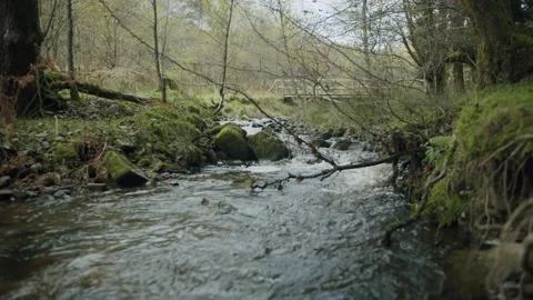 Babbling brook Stock Footage 203902502