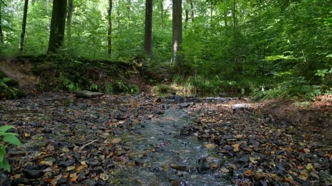 A babbling brook in the forest with some sunny spots. Stock Footage 138161032