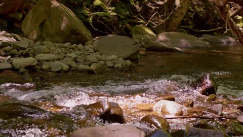 Babbling Brook in the forest upstate New York Stock Footage 204735561