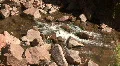 Babbling Brook In The Jemez Mountains HD Footage