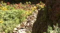 Babbling Brook In The Jemez Mountains HD Footage