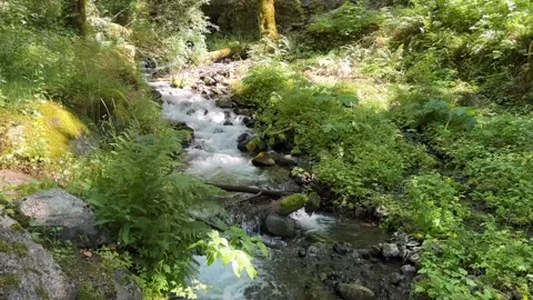 Babbling brook in Lushes Green forest around Mount Hood Stock Footage 318981193