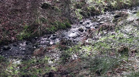 A babbling brook n the forest Stock Footage 61393271