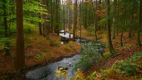 Babbling Brook in the Poconos Stock Footage 259423014