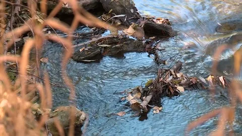 Babbling brook in redwood forest Video stock 228051527