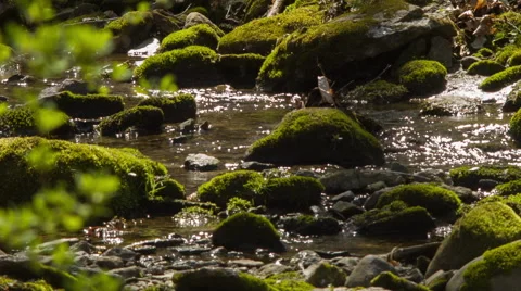 Babbling Brook, small stream in Connecticut Stock Footage 49775122