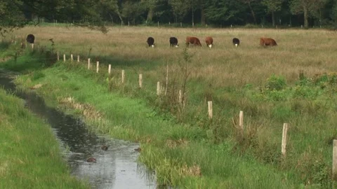 Babbling brook through meadows + grazing blister head cattle Stock Footage 138642426