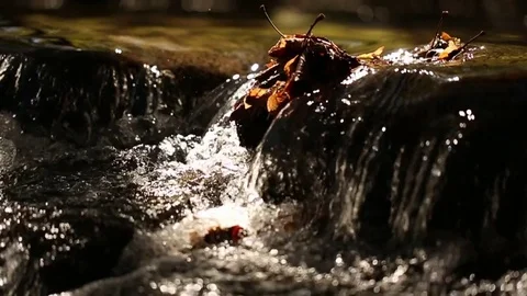 Babbling Creek  Stock Footage 80160483