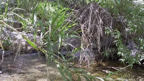 Babbling Stream 2 Video stock 199532682