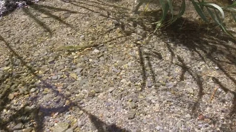 Babbling Stream 3 Stock Footage 199532824