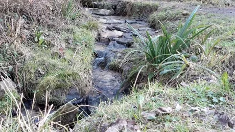 Babbling stream emerging from a spring in the Bunderbos woods, the Netherlands. Stock Footage 149597423