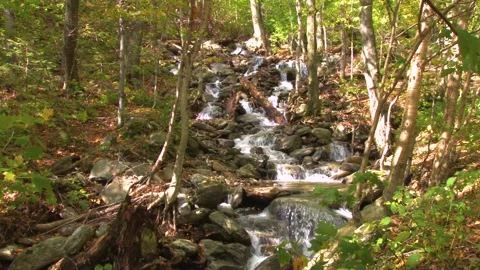 Babbling Stream Flowing Towards Camera in Sunlit Forest Stock Footage 297286995