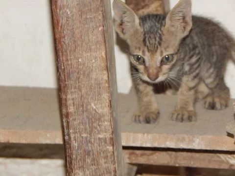 Babby cat Stock Photos