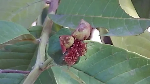 Babby guava on the tree Stock-Footage 120164365