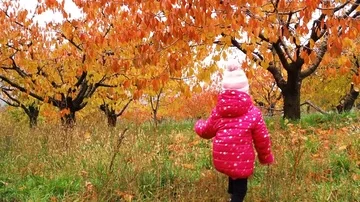 Babe in autumn Video stock 86043012