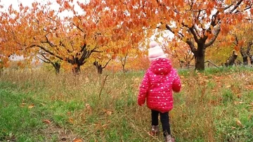 Babe in autumn Video stock 86043021