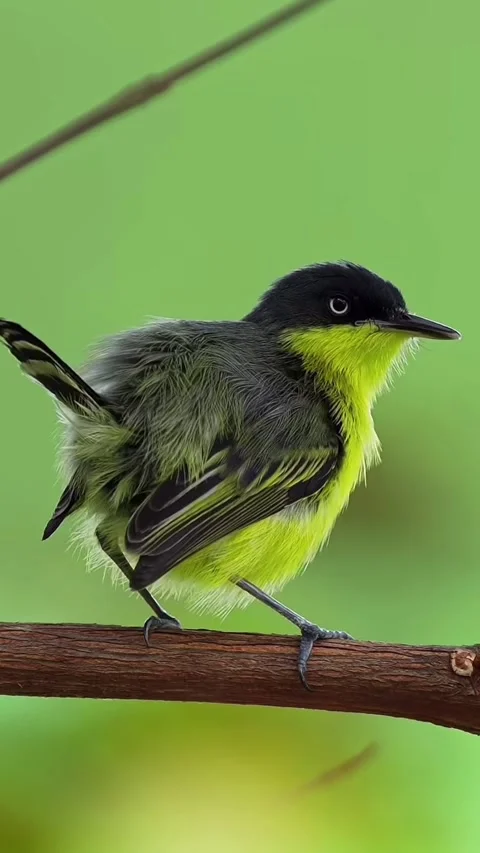 Babe bird 스톡 동영상 332268492