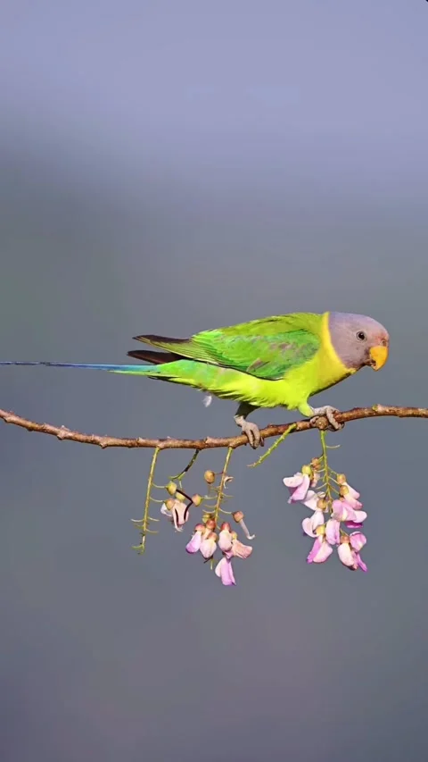 Babe parrot 스톡 동영상 332268409