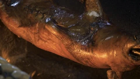 Babi Guling Balinese roasted pig in fire pit Stock Footage 280877518