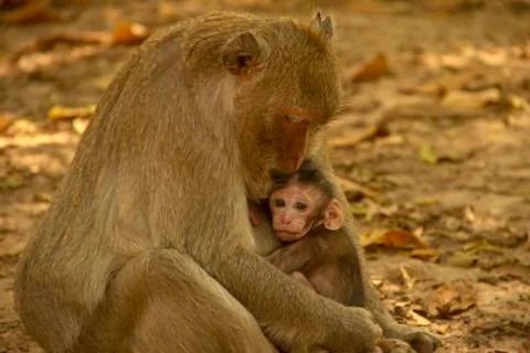 Babie monkey Foto stock