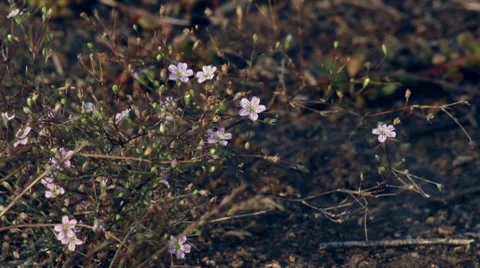 Babies'-breath Stock Footage 8765110