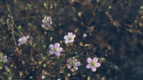 Babies'-breath Stock Footage 8765117