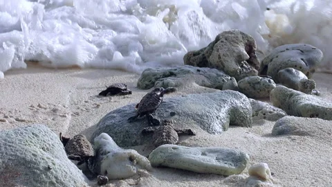 Babies Hawksbill turtles hatching out in Solomon Islands. Stock Footage 306675547