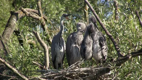 Babies Heron in the nest 스톡 동영상 127772021