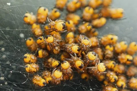Babies of the spider on the side window of the car Stock-Fotos