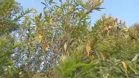 The babies swayed in the strong wind. Video stock 336318943