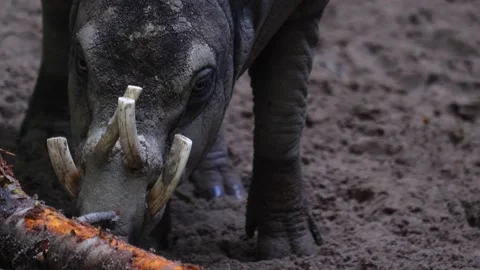 Babirusa, also called deer-pig Video stock 141605140