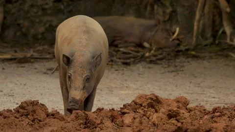 Babirusa Deer-Pig Standing and Sniffing Mud in Outdoor Zoo Enclosure Vídeos de archivo 331420117