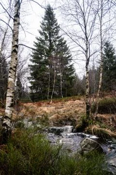 Babling brook landscape withhuge pine Foto stock