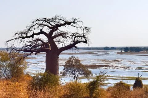 Babobab Tree overlooking the Chobe River in Botswana Stock Photos