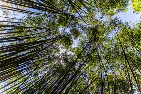 Baboo forest in sunlight again blue sky Stock Photos