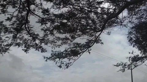 Babool tree branches swaying violently in high winds against a dark monsoon sky Video stock 341271658
