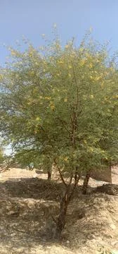 Babool Tree in the Desert Landscape of Bikaner, Rajasthan, India Fotos Stock