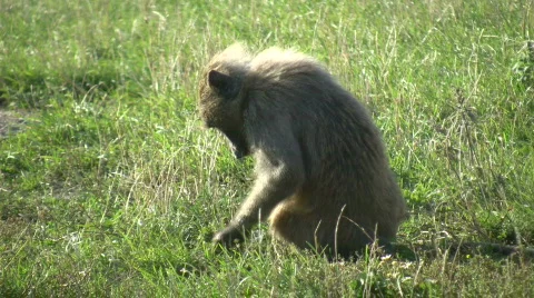 Baboon 01A Stock Footage 358803