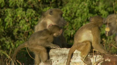 Baboon activity 库存影片 363970