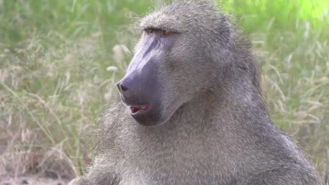 Baboon in African bush - primate Video stock 320400491