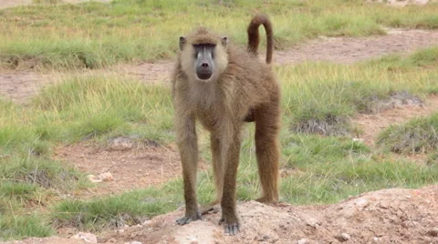 BABOON AFRICAN WILDLIFE Stock Footage 41797450
