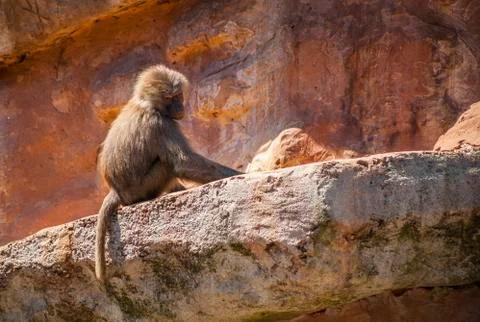 Baboon alone Stock Photos