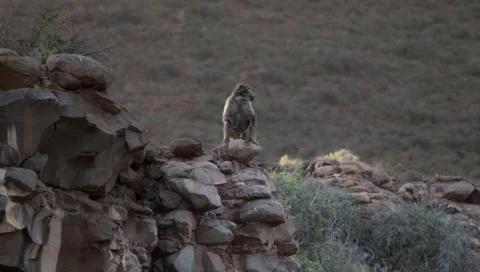 Baboon and sunset Stock Photos