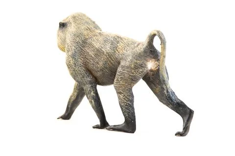 Baboon animal on isolated background Stock Photos