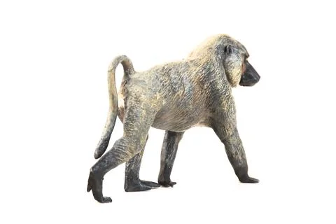 Baboon animal on isolated background Stock Photos